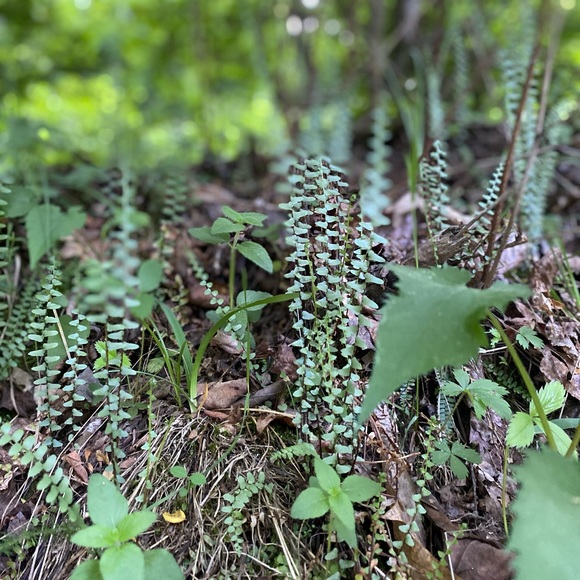 Bundle ANY 3 items to save 15%!!!! - Picture 5 of 7